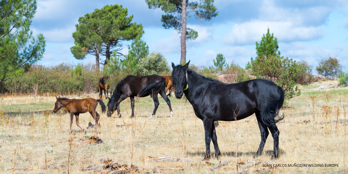 Serrano horses in the Dehesa de Solanillos in Mazarete. Molina Alto Tajo Geopark. Guadalajara. Castilla la Mancha. Spain. Europe. Rewilding Europe
