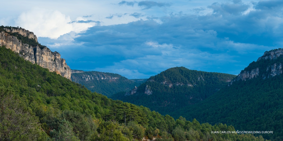 Landscape of rocks and forest in the Alto Tajo Natural Park. Molina Alto Tajo Geopark. Guadalajara. Castilla la Mancha. Spain. Europe. Rewilding Europe